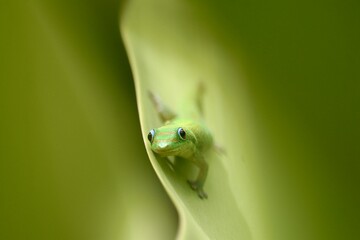 Lizard Resting on a Leaf