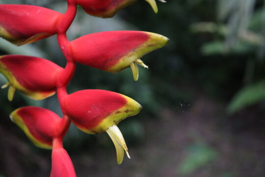 Sprouting Flase Bird of Paradise Plant
