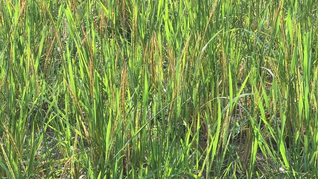 Panning shot of Rice crop at sunrise