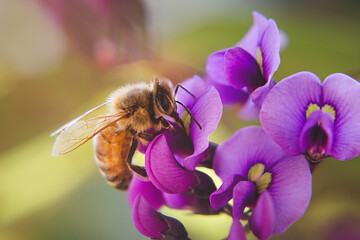 Honey bee sitting on purple flower