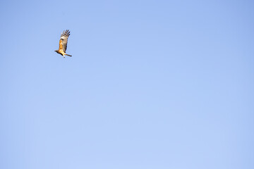 A Wedge Talied Eagle bird of prey flying high in a clear blue sky