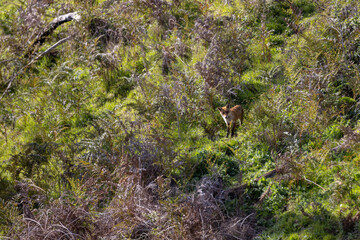 A wild fox standing near burrows in dense grass in Australian bush