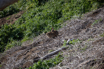 Two rabbits resting on a hillside covered with dry grass and plants