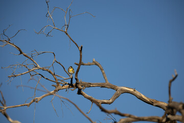 Small pardalote bird perched on a bare branch against a blue sky