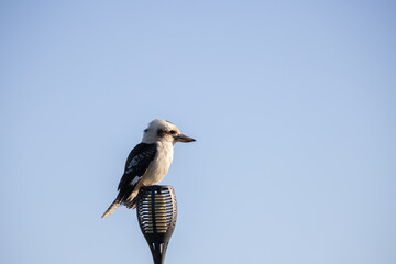 Obraz premium Laughing Kookaburra perched on a light against clear sky in Victoria