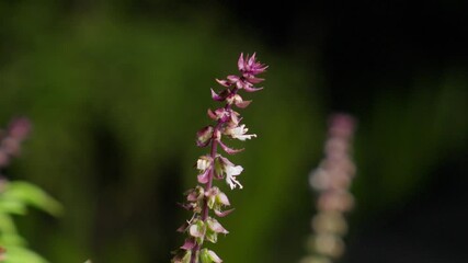 Close-up view of an Ocimum tenuiflorum plant in a nursery, also known as holy basil, tulsi, or tulas