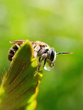 A bee on pland and resting 