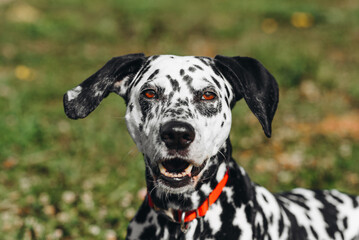 black and white slim and muscular spotted Dalmatian dog in red collar lying on grass in park outdoors in hot sunny summer day, close-up view, dogwalking concept