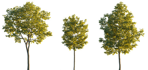 Sycamore platanus maple street trees in golden hour sunset lighting isolated png on a transparent background premium cutout