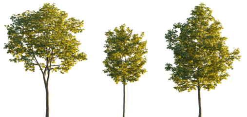 Sycamore platanus maple street trees in golden hour sunset lighting isolated png on a transparent background premium cutout