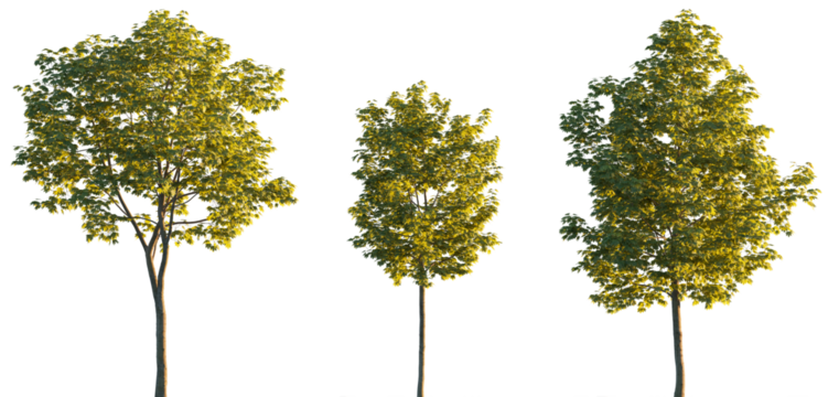 Sycamore platanus maple street trees in golden hour sunset lighting isolated png on a transparent background premium cutout