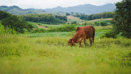 Fototapeta premium A brown cow grazing peacefully in a lush green field, surrounded by rolling hills and trees under a cloudy sky, showcasing the tranquility of rural life.