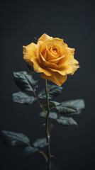 Fototapeta premium Golden Hour Rose: A single, elegant yellow rose stands tall against a dark background, its petals glowing softly in the golden light. A captivating image perfect for romance, beauty.
