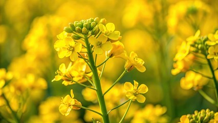 Obraz premium Close-up of mustard flowers showcasing self-pollination process, Mustard, Brassica nigra, flowers, self-pollination