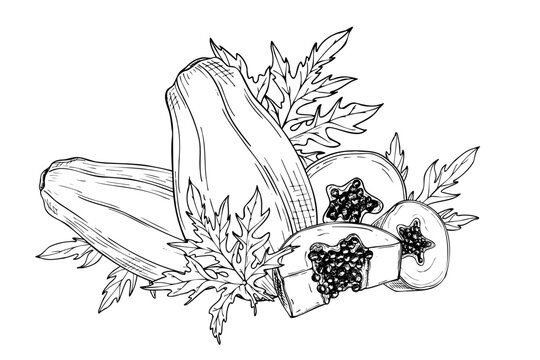 Vector tropical papaya fruit among leaves hand drawn isolated illustration painted by black inks. Sweet whole and sliced pawpaw plant graphic sketch illustration. Summer juicy fruits for prints