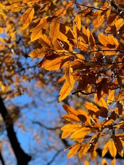 Orange leaves with blue sky background