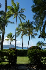 Fototapeta premium Tropical palm trees with ocean and mountain view.
