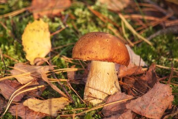 Fototapeta premium Boletus edulis in autumn forest closeup