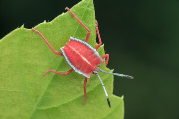 Shield bug Pycanum rubens (nymph) on green leaves