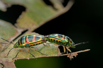 Two Metallic Shield Bugs (Scutiphora pedicellata) mating
