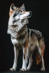 Obraz premium Majestic Wolf Standing Tall Against Black Background