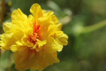 yellow flower in the garden