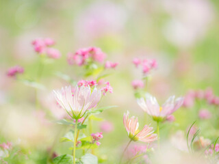 Fototapeta premium 秋の公園や花壇を彩るコスモスのある風景。背景。自然風景素材。