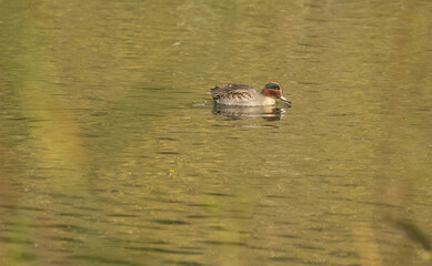 Teal in the lake between branches, colourful duck in the lake, teal in the pond, duck looking for...