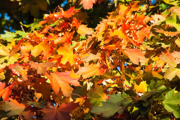 maple leaves in autumn on tree close up