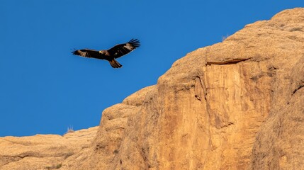 Fototapeta na wymiar Hawk soaring above a canyon, symbol of strength and freedom.