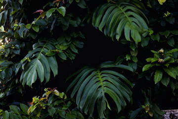 A close-up of lush green leaves, with a dark and moody background. The leaves are large and tropical, creating a sense of abundance and nature.