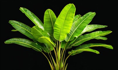 Vibrant Cut-Out Banan Leaves: Lush Green Foliage