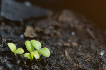 A close-up macro photograph of a tiny green plant with vibrant leaves emerging from fertile, dark soil.