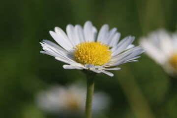 Picture of  Early Bloomer