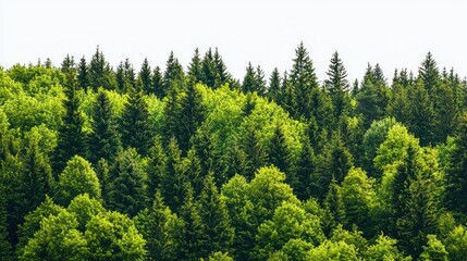 Fototapeta premium Green trees in the forest isolated on white background