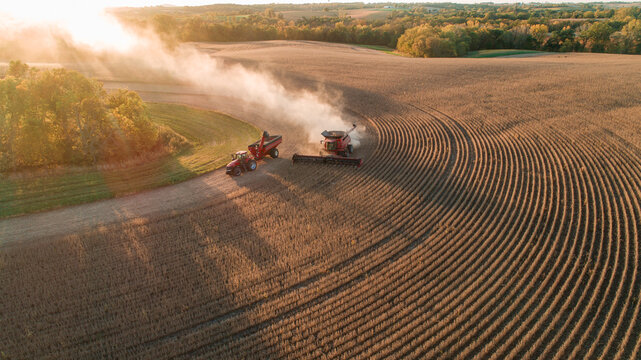 a combine and tractor harvesting beans at sunset