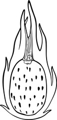 Hand drawn vector dragon fruit.