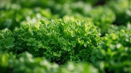 Obraz premium Vibrant parsley and lettuce growing in a backyard organic garden, showcasing the natural beauty of homegrown produce.