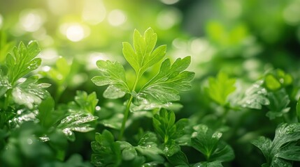 Obraz premium Vibrant parsley leaves flourishing in a greenhouse, benefiting from controlled light and nutrient delivery systems.