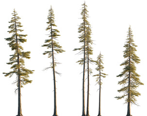 Abies concolor frontal set (the white, concolor, or Colorado fir) Pine-tree big tall tree isolated...