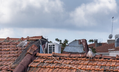 seagulls standing on the old tiled roof. Baby seagulls.