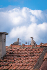 seagulls standing on the old tiled roof. Baby seagulls.