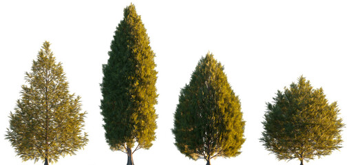 Thuja occidentalis frontal set Smaragd evergreen emerald green American Arbovitae bush shrub isolated png on a transparent background premium cutout sunset light foreground tree