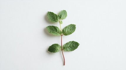A Sprig of Fresh Green Mint Leaves on a White Background