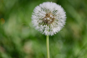 wet dandelion in the grass, soft green background with white flower, raindrops on dandelion