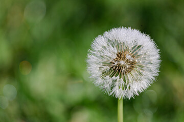 Fototapeta premium wet dandelion in the grass, soft green background with white flower, raindrops on dandelion