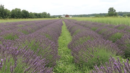 Obraz premium Expansive Lavender Field Under Soft Sky