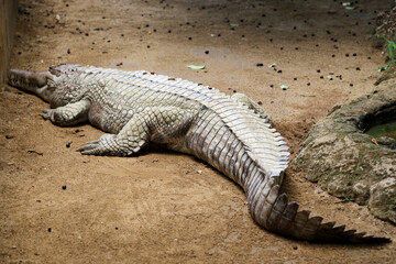 False Gharial (Tomistoma schlegelii), unique large crocodile from Southeast Asian fresh waters,...