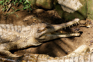 False Gharial (Tomistoma schlegelii), unique large crocodile from Southeast Asian fresh waters, swamps and rivers.
