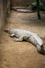 False Gharial (Tomistoma schlegelii), unique large crocodile from Southeast Asian fresh waters, swamps and rivers.